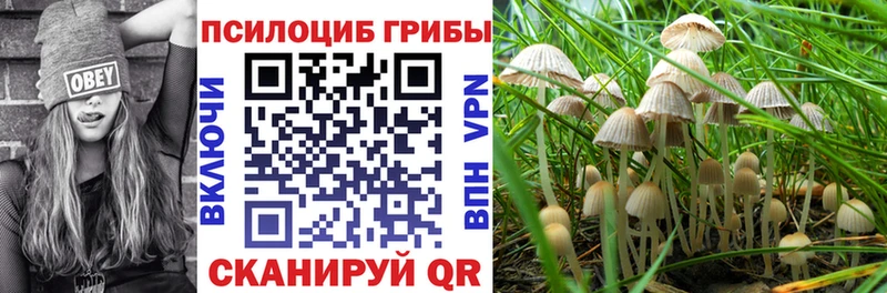 Псилоцибиновые грибы Psilocybe  где найти   Щёлково 